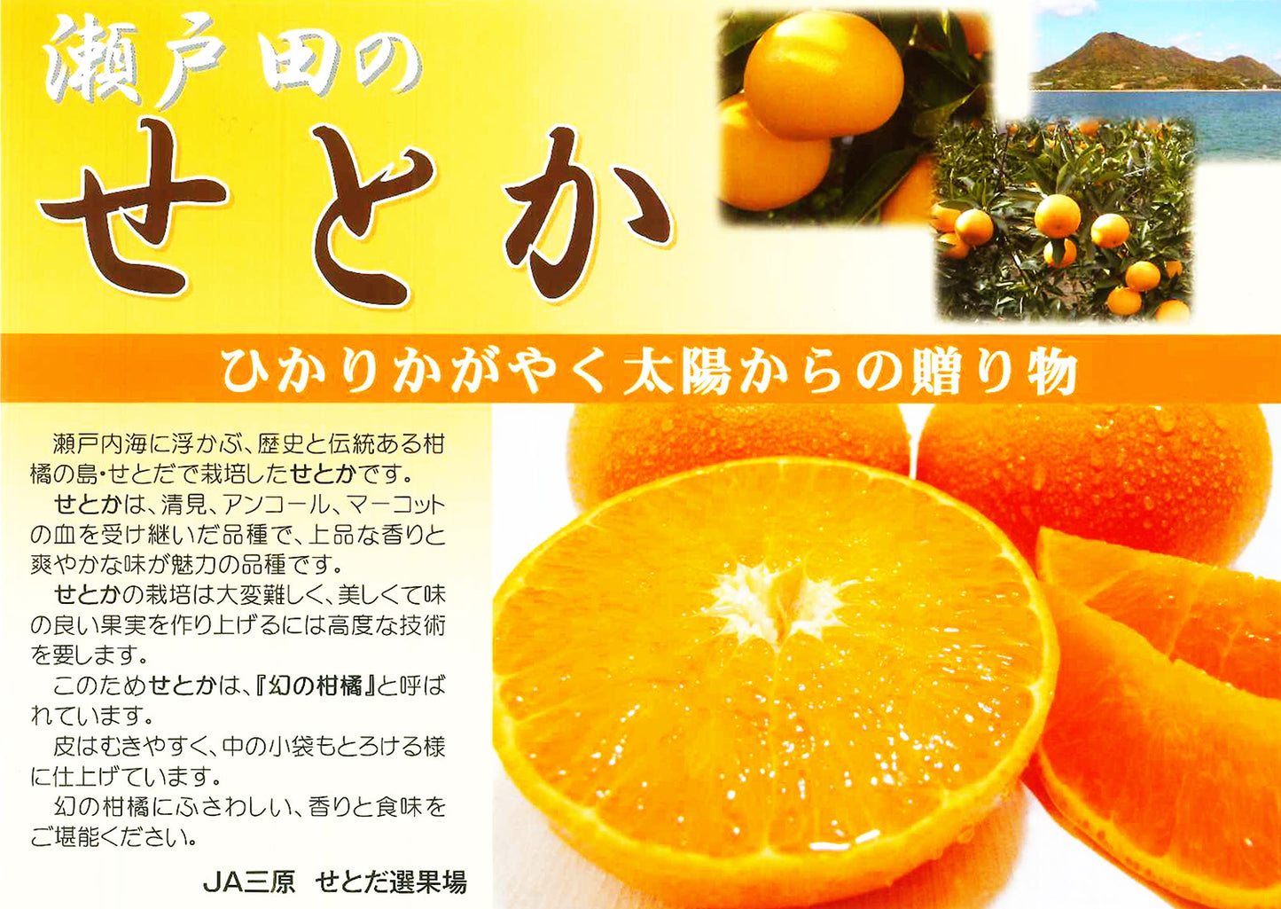 広島県産 せとか ８玉から１２玉 期間限定販売 贈答品 サイズいろいろ　送料無料 市場直送　最上級みかん