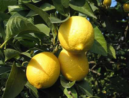 瀬戸田産レモン使用 ふるさとレモン ふるさとはっさく 各２袋 合わせて４袋