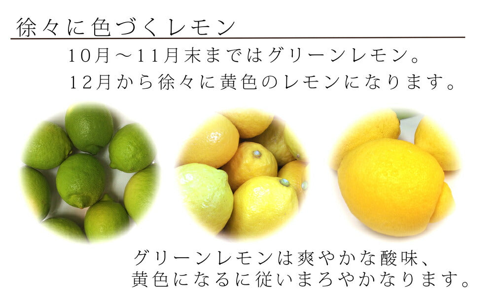 越智農園 広島県産 無人島のレモン 約2.5kg サイズいろいろ