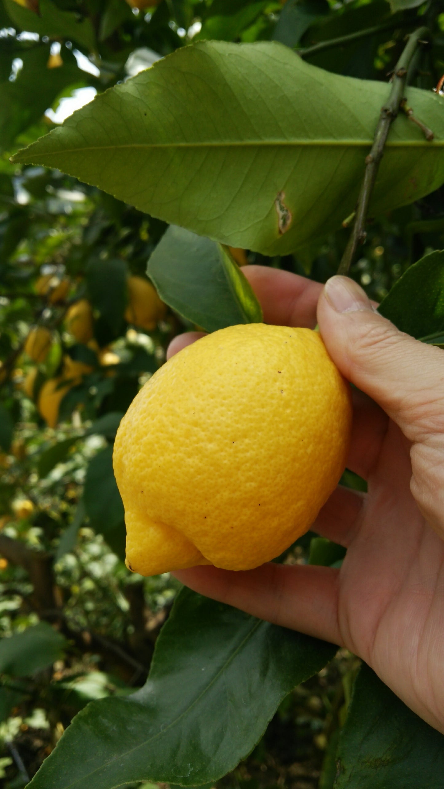 農園直送 広島産 無人島のレモン 約1kg 送料込み サイズいろいろ 皮まで食べられます 国産レモン 越智農園