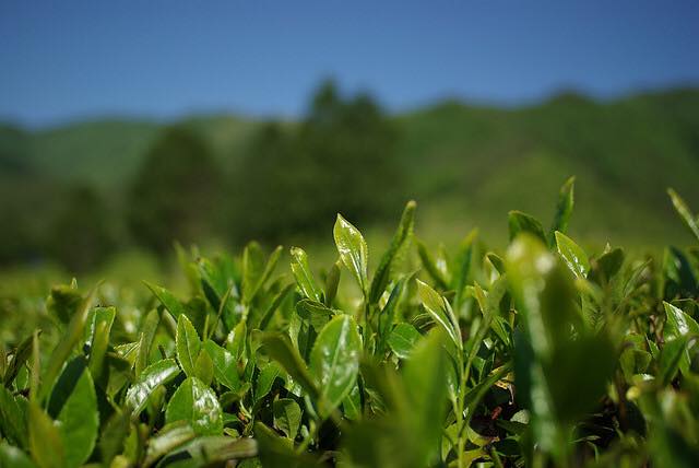 お茶の原寿園 壺切茶(つぼきりちゃ) 宇治蔵開け 煎茶 100g